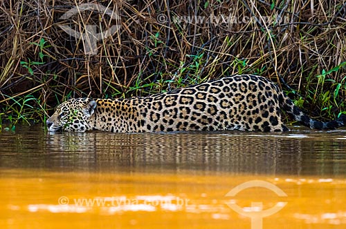  Jaguar (Panthera onca) - Pantanal  - Mato Grosso state (MT) - Brazil