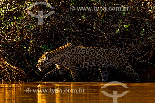  Jaguar (Panthera onca) - Pantanal  - Mato Grosso state (MT) - Brazil