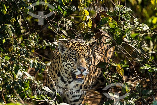  Jaguar (Panthera onca) - Pantanal  - Mato Grosso state (MT) - Brazil
