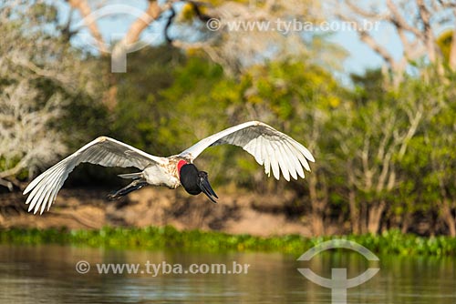  Jabiru (Jabiru mycteria) - Pantanal  - Pocone city - Mato Grosso state (MT) - Brazil