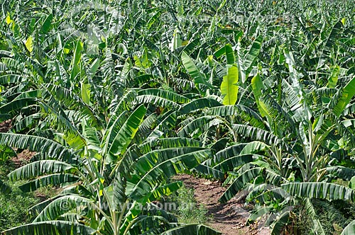  Banana plantation  - Jales city - Sao Paulo state (SP) - Brazil