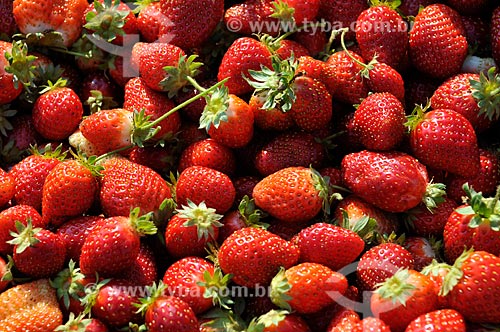  Strawberries plantation  - Urania city - Sao Paulo state (SP) - Brazil