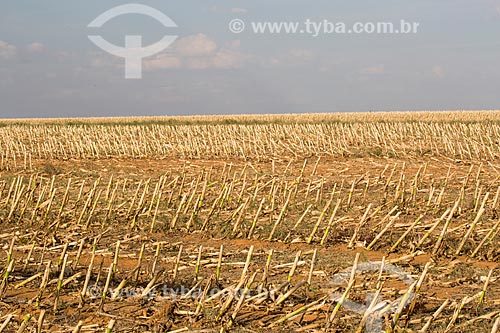  Sugarcane plantation near to Itaberai city  - Itaberai city - Goias state (GO) - Brazil