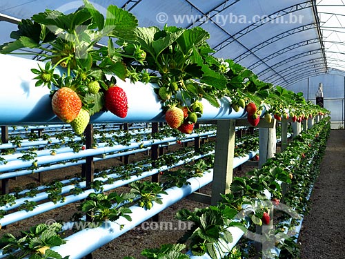  Detail of ripe and unripe strawberries - greenhouse with hydroponic plantation  - Caxias do Sul city - Rio Grande do Sul state (RS) - Brazil