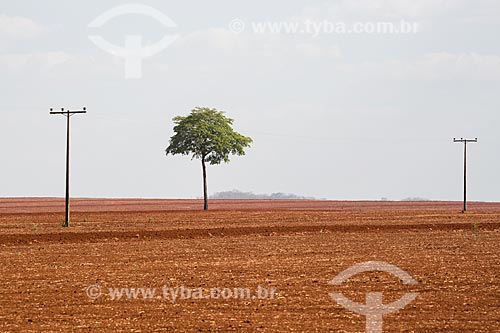  Sugarcane plantation near to Itaucu city  - Itaucu city - Goias state (GO) - Brazil