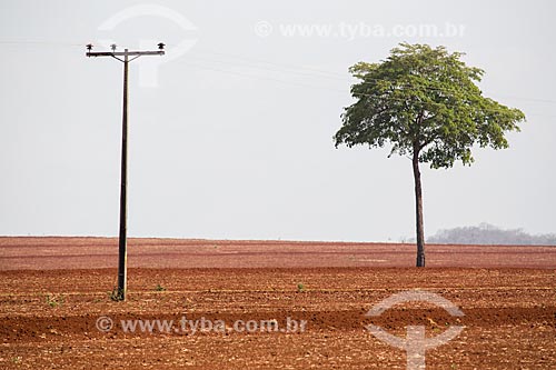  Sugarcane plantation near to Itaucu city  - Itaucu city - Goias state (GO) - Brazil