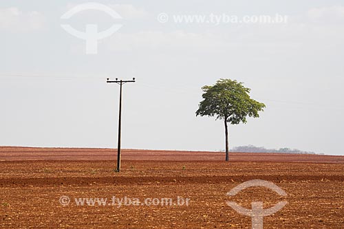  Sugarcane plantation near to Itaucu city  - Itaucu city - Goias state (GO) - Brazil