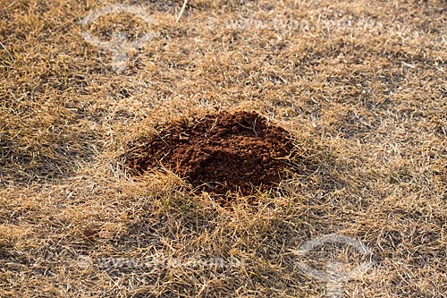  Detail of vegetation during dry season  - Goias state (GO) - Brazil