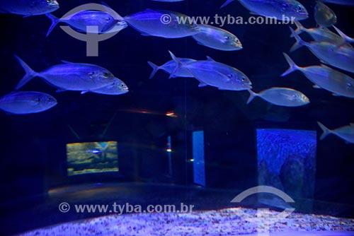  Fishies - AquaRio - marine aquarium of the city of Rio de Janeiro  - Rio de Janeiro city - Rio de Janeiro state (RJ) - Brazil