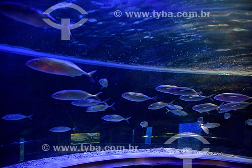  Fishies - AquaRio - marine aquarium of the city of Rio de Janeiro  - Rio de Janeiro city - Rio de Janeiro state (RJ) - Brazil