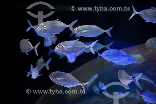  Fishies - AquaRio - marine aquarium of the city of Rio de Janeiro  - Rio de Janeiro city - Rio de Janeiro state (RJ) - Brazil