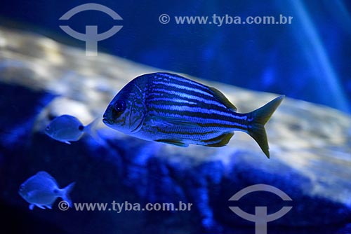  Fishies - AquaRio - marine aquarium of the city of Rio de Janeiro  - Rio de Janeiro city - Rio de Janeiro state (RJ) - Brazil