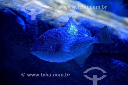  Fishies - AquaRio - marine aquarium of the city of Rio de Janeiro  - Rio de Janeiro city - Rio de Janeiro state (RJ) - Brazil