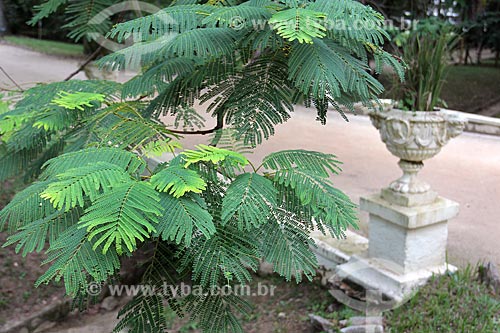  Detail of Acacia (Acacia parviceps) - Botanical Garden of Rio de Janeiro  - Rio de Janeiro city - Rio de Janeiro state (RJ) - Brazil