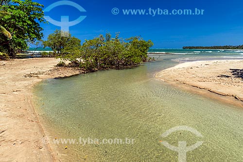  Mangroves - Bainema Beach waterfront  - Cairu city - Bahia state (BA) - Brazil