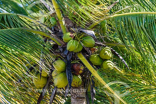  Detail of coconut palm - Bainema Beach  - Cairu city - Bahia state (BA) - Brazil