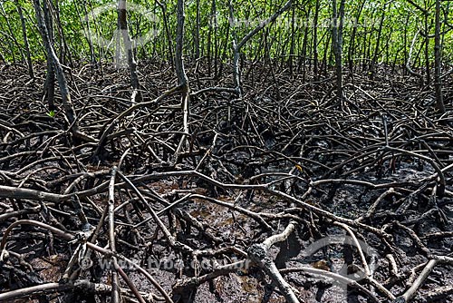  Mangroves between Tip of Castelhanos and Bainema Beach  - Cairu city - Bahia state (BA) - Brazil