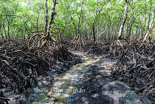  Mangroves between Tip of Castelhanos and Bainema Beach  - Cairu city - Bahia state (BA) - Brazil