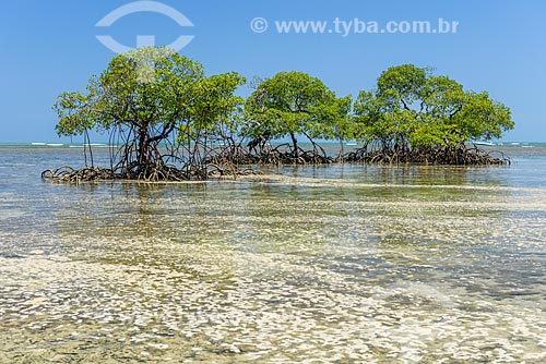  Mangroves - Tip of Castelhanos waterfront  - Cairu city - Bahia state (BA) - Brazil