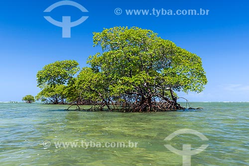  Mangroves - Tip of Castelhanos waterfront  - Cairu city - Bahia state (BA) - Brazil