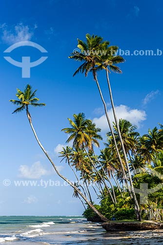  Bainema Beach waterfront  - Cairu city - Bahia state (BA) - Brazil