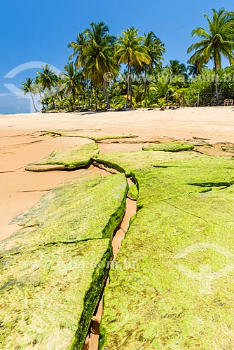  Bombaca Beach waterfront  - Marau city - Bahia state (BA) - Brazil