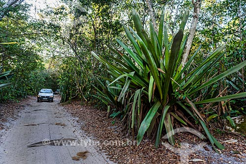  Bromeliad - Trail of Giant Bromeliads  - Marau city - Bahia state (BA) - Brazil