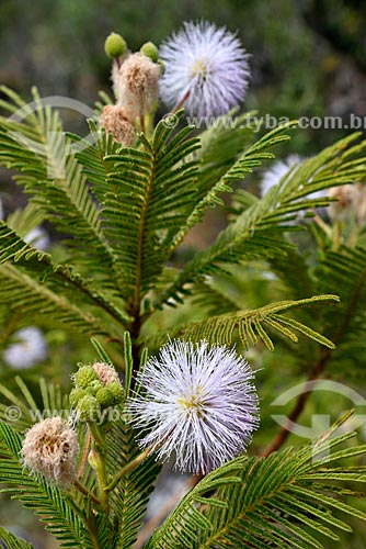  Detail of Mimosa flowers - Chapada dos Veadeiros National Park  - Alto Paraiso de Goias city - Goias state (GO) - Brazil