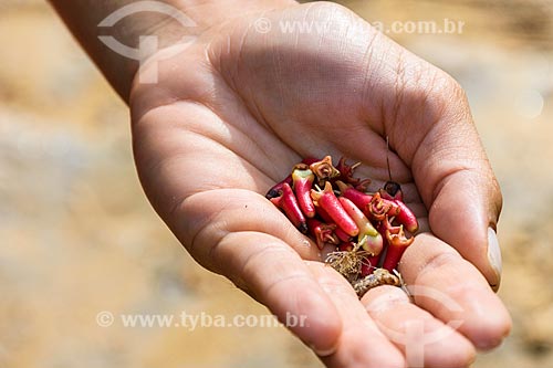  Detail of the clove (Syzygium aromaticum)  - Itacare city - Bahia state (BA) - Brazil