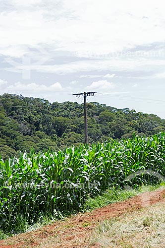  Corn plantation - Serra Azul Farm  - Carmo de Minas city - Minas Gerais state (MG) - Brazil
