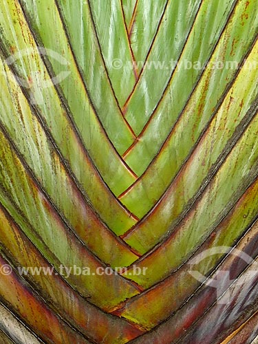  Detail of the banana tree trunk - Botanical Garden of Rio de Janeiro  - Rio de Janeiro city - Rio de Janeiro state (RJ) - Brazil