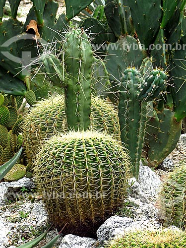  Cactus - cactario horst of the Botanical Garden of Rio de Janeiro  - Rio de Janeiro city - Rio de Janeiro state (RJ) - Brazil