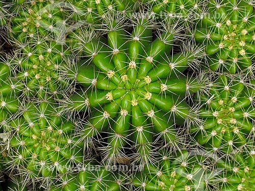  Detail of cactus - cactario horst of the Botanical Garden of Rio de Janeiro  - Rio de Janeiro city - Rio de Janeiro state (RJ) - Brazil