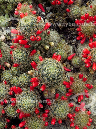  Detail of cactus - cactario horst of the Botanical Garden of Rio de Janeiro  - Rio de Janeiro city - Rio de Janeiro state (RJ) - Brazil