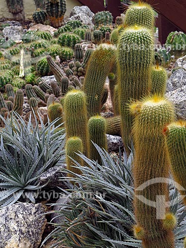  Cactus - cactario horst of the Botanical Garden of Rio de Janeiro  - Rio de Janeiro city - Rio de Janeiro state (RJ) - Brazil
