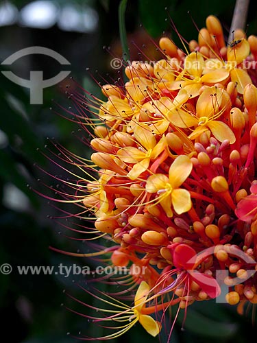  Detail of the saraca indica flower - Botanical Garden of Rio de Janeiro  - Rio de Janeiro city - Rio de Janeiro state (RJ) - Brazil