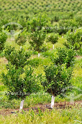  Detail of the orange plantation  - Bebedouro city - Sao Paulo state (SP) - Brazil