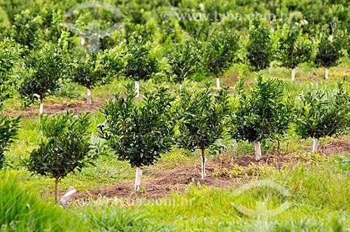  Detail of the orange plantation  - Bebedouro city - Sao Paulo state (SP) - Brazil