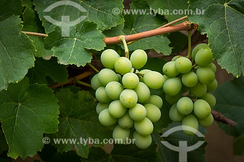  Detail of grape bunch  - Guarani city - Minas Gerais state (MG) - Brazil