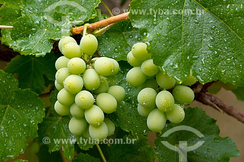  Detail of grape bunch  - Guarani city - Minas Gerais state (MG) - Brazil