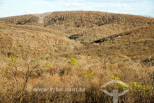  Caating vegetation during dry season  - Jati city - Ceara state (CE) - Brazil