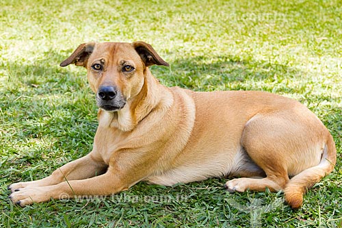  Detail of mutt dog  - Belo Horizonte city - Minas Gerais state (MG) - Brazil