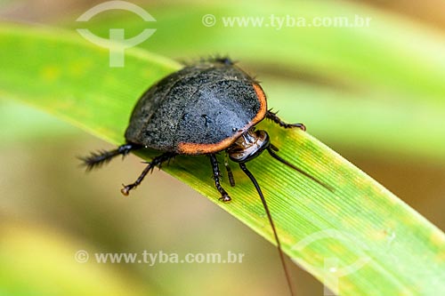  Insect - Serrinha do Alambari Environmental Protection Area  - Resende city - Rio de Janeiro state (RJ) - Brazil