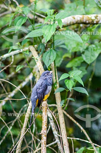  Bird - Serrinha do Alambari Environmental Protection Area  - Resende city - Rio de Janeiro state (RJ) - Brazil