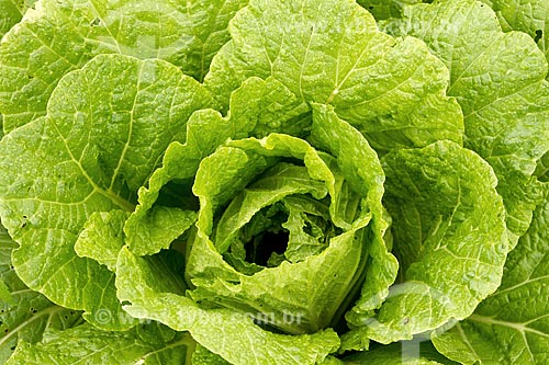  Detail of lettuce plantation  - Brumadinho city - Minas Gerais state (MG) - Brazil