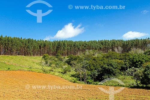  Plow soil for planting tobacco with eucalyptus plantation in the background  - Guarani city - Minas Gerais state (MG) - Brazil