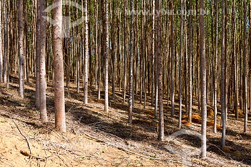  Eucalyptus plantation  - Guarani city - Minas Gerais state (MG) - Brazil