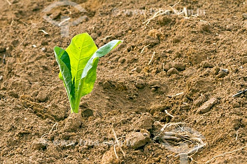  Tobacco seedlings  - Guarani city - Minas Gerais state (MG) - Brazil