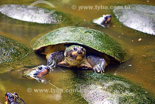  Turtle  - Para state (PA) - Brazil