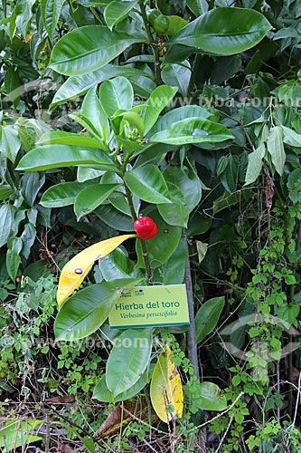  Detail of the Hierba del toro (verbesina perscicifolia)  - Alvarado city - Veracruz state - Mexico